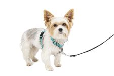 PetSafe 3in1 Harness, from The Makers of The Easy Walk Harness, Fully Adjustable No-Pull Dog Harness,Teal,Extra Small