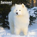 Samoyed Calendar 2025 | Square Dog Breed Wall Calendar - 16 Month