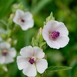 Outsidepride 1000 Seeds Perennial Althaea Officinalis Marsh Mallow Herb Garden Seeds for Planting