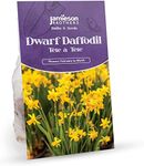 Tete a Tete Daffodil Bulbs 200 Bulb