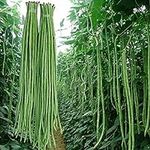 30+ Yard Long Bean Seeds Asian Vege