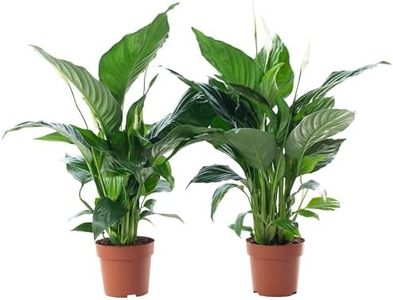 Lot de 2 spathiphyllum à une feuille - 3 à 5 fleurs/bourgeons - Véritable plante d'intérieur - Hauteur : environ 50 cm - Diamètre du pot : 13 cm