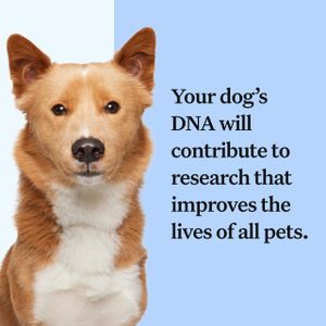 Wisdom Panel Dog DNA Test – Breed & Health Screening Kit