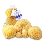 Natural Sea Sponges the Perfect Spa Gift Set by Constantia Beauty (5 pack)