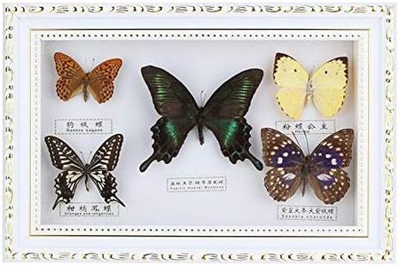 Exquisita Muestra de Insecto de Mariposas Regalo Hecho a Mano para Amigos Decoración del Hogar Adorno Mariposa Arte de la Pared(Blanco)