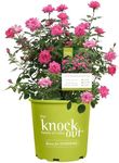 1 Gallon Knock Out Rose Double Pink Shrub