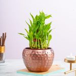 Floral Boutique 3 layer Lucky Bamboo Plant Pot with Metal Plant Pot in Copper, Indoor Plants for Living Room, Lucky Plants For Home Indoor