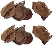 Pack of 20 Indian Almond Leaves Fish Tank for, Fish, Improve Comfort by Simulating Aquatic Giant Leaves