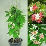Creative Farmer Rare Rangoon Creeper - Fragrant Madhumalati Plant Healthy Live Climber