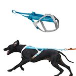 Non-stop dogwear Freemotion Harness 5.0 Dog Pulling Harness for Sports Like Running, Biking and Skiing with Dogs, Professional Adjustable Dog Harness, Blue/Gray, Size 7