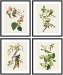 Bestbuddy Pet Set of 4 (8X10) Unframed Robin Birds Botanical Print Set Antique Beautiful Tropical Birds Flowers Plants Illustration Home Decor Wall Art N030