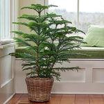 EverSneh Real Live Christmas (araucaria Plant) Tree Live Healthy Plant with Best Pot Indoor Indoor Plant Hieght Approx 1ft