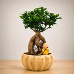 Abana Homes Ficus Bonsai Live Plant – Hand-Grafted Microcarpa Bonsai Tree in Royal Dew Ceramic Pot | 4 Year Old Indoor Bonsai Plant for Home & Office Décor | Premium Gift with Figurine & Care Guide