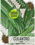 Seed Needs Culantro Seeds for Planting - Non-GMO, Heirloom & Untreated - Culinary/Medicinal Herb to Organically Grow an Indoor/Outdoor Garden - Saw Leaf Coriander (5 Packs)