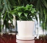 Lyallpur Stores Ceramic Pots for Plants Cup Plate Shape - Small Size (White Color, 10.5 cm) Ceramic Planters for Indoor Plants, Living Room. [Plant Not Included]