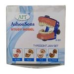 Dental Ashoosons Api Typodont Jaw Set, For Used as model in labs