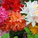 GardenersDream 6 x Mixed Azalea Plants in Pots - Dwarf Japanese Colourful Garden Ready Outdoor Plants - Low Maintenance Evergreen Flowering Shrubs for Gardens, Borders, and Containers (incl. 9cm Pot)