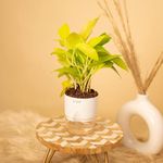 KYARI Golden Money Plant Indoor Plants for Living Room | Live Plants | Plants with White Pot for Home | Air purifier plants | Plants for Home Decor | Plants for garden | Indoor Plants for bedroom