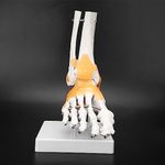 Human Foot Skeletal Model, Anatomical Model of Foot Bones Adult Human Skeleton Ligament Foot Ankle Joint Anatomical Model