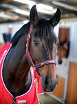 John Whitaker See description John Whitaker Padded Fleece Headcollar Red , Red, Full UK