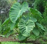 SS Naturals- 10 Bulbs of Colocasia Esculenta Elephant Ear Taro Plants for Growing Propagation