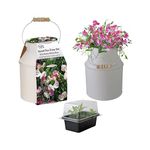 Pronto Seed Sweet Pea Flower Seeds Grow Your Own Flowers Kit with Decorative Milk Churn Planter Gardening Gifts for Women and Men