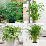 You Garden - Evergreen Indoor House Plant Collection - 4 Plant Collection in 12cm Pots - House Plants in pots - Plants Office or Home Décor - Easy Care Plants Low Maintenance