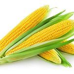 Flare Seeds Sweet Corn Hybrid Seeds Pack of 300 Seeds