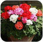Geranium F1 Horizon Mixed Pelargonium Large Plug Plants x 6.