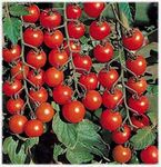 Seeds Red Cherry Tomato Cherri Organically Grown Russian Vegetable