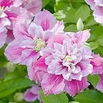 50 Double Pink and White Clematis S