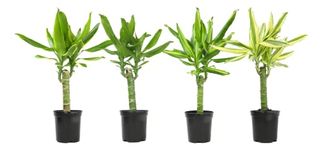 Dracaena Steudneri "Moonlight" 4 Pack House Plant, 4 Inch Pots for Plants, Dragon Tree Plants for Delivery Prime, Low Light House Plants, Live Plants Indoor Plants Live Houseplants by Plants for Pets