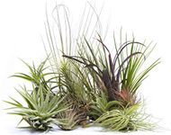 4 Different Tillandsias Air Plants