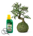 Tranquil Plants Chinese elm Bonsai Tree | Home Decor Kokedama House Plant with Green Moss Ball | Indoor Plants for Gardening and Gifts - 10 Years 25cm High (Plant, Tray, Scissor & Feed)