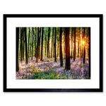 Wee Blue Coo Bluebell Wood Sunrise Tree Art Framed Wall Art Print