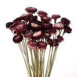 MIHUAGE Dried Flower 40PCS Daisy Bouquet 100% Natural Chrysanthemum Dry Flower for Vase Home décor Party DIY Arrangement Wheat Straw Bulk (Burgundy)