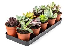 TOFOH assorted succulents set of 30 (BARE ROOTED), Any 30 succulents, live succulent combo, succulent for gifting