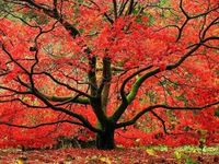 Red Japanese Maple Trees Two Pack -