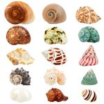 15PCS Hermit Crab Shells | Natural Sea Conch Size 1.6"-3.2" | Growth Turbo for Small to Medium and Large Crabs, Saltwater Hermit Crab Supplies and Sea Shell for Beach Decor