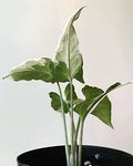 LITTLE JUNGLE Syngonium Starlight - Healthy Live Plant with White Pot | Air Purifying Plant | Indoor Plants for Living Room | Gifting Plants | Rare Plants | Plants For Balcony Home Décor & Office Desk