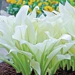 Hosta White Feather (spring plantin
