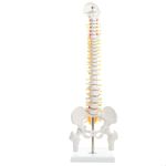 Kay Kay Industries Human Mini Spine Model (Spinal/Vertebral Column Model) With Femur Head