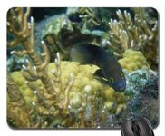Fish themed gaming mouse pad,reef fish Mouse Pad, Mousepad