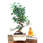 Abana Homes Air Purifying Bonsai Plants with Ceramic Pot