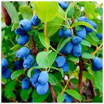 Honeyberry/Lonicera caerulea kamtschatica/Blue Honeysuckle 1-2ft Tall in a 2L Pot 3fatpigs®
