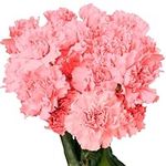 Fresh Flowers- Pink Carnations - 10