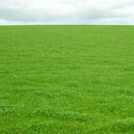 NatureHills Mexican Lawn Grass Seeds, Fast-Growing, Drought-Resistant (Pack 10000 Seeds)
