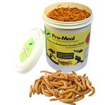 Pro-Meal Live Larvae Mealworms - High Protien Treat Food For Aquarium Fishes Like Arowana, Flowerhorn And Birds, Reptiles, Monkeys And Other Pets (1000 Larvae) ,All Life Stages, 1 Count