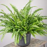 Indoor Ferns