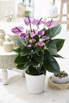 Tropical Purple Flamingo Flower Anthurium Live Plant for Home - 13cm Ceramic Pot